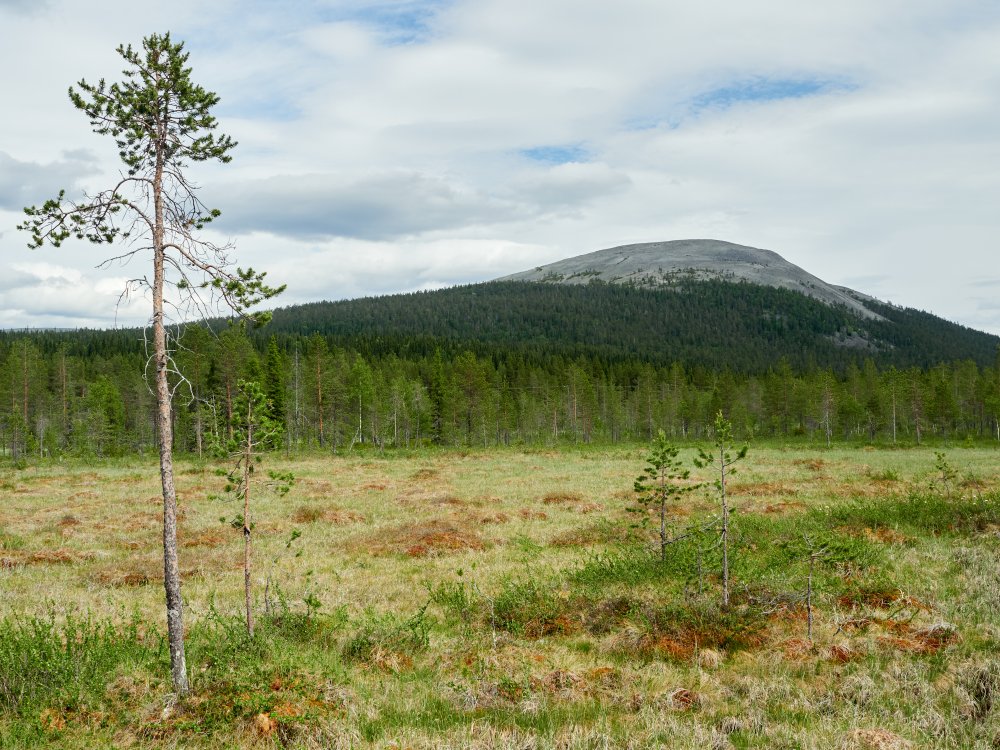 Kolari