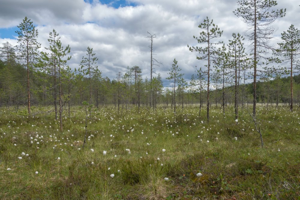 Kuhmo