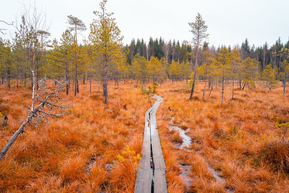 Inari